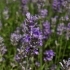 Lavandula intermedia 'Grosso' -- Lavendel